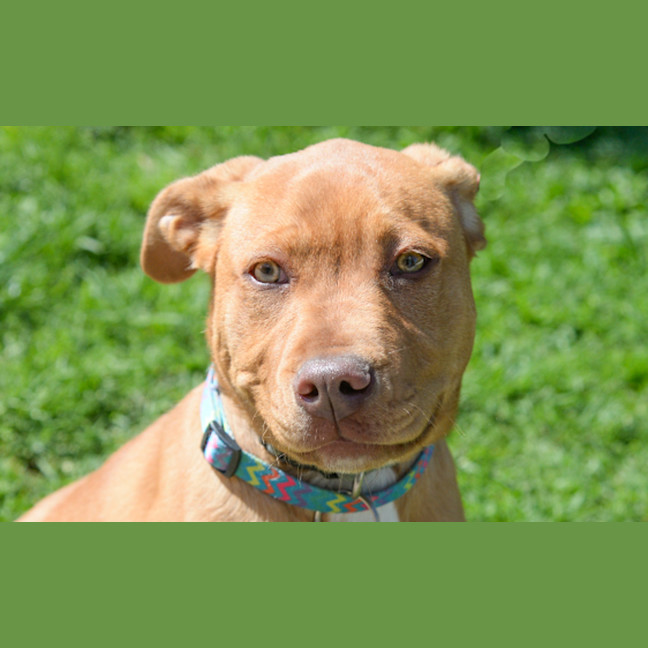 Photo of Pumpkin