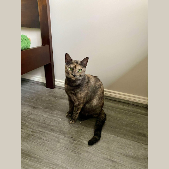 Photo of Olive 🫒 🩷