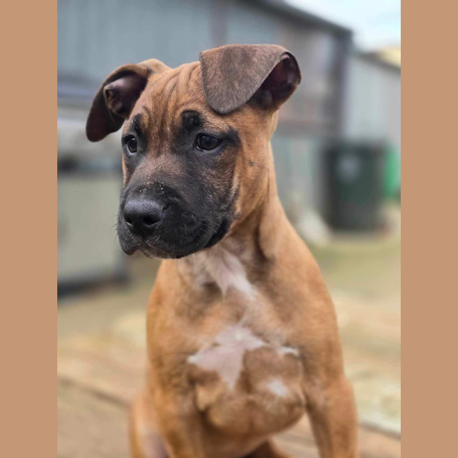 Photo of Kora   Staffy X