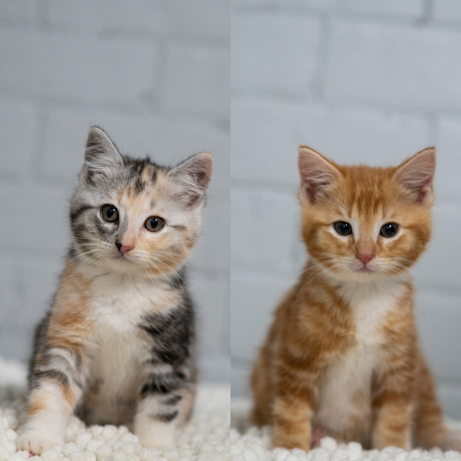 Photo of Paisley And Tater