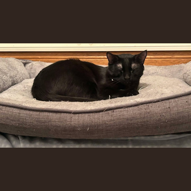 Photo of Violet And Prickle