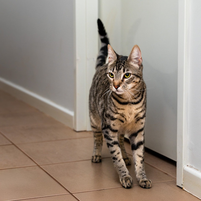 Photo of Jelly Bean (Groot)