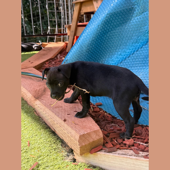 Photo of Zella   8 Week Old Mixed Breed
