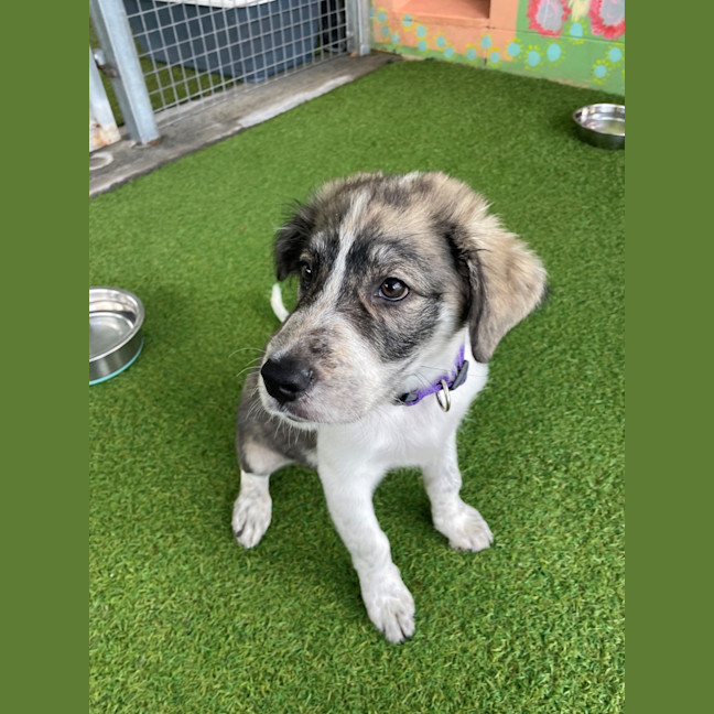 Photo of D1260 Olive