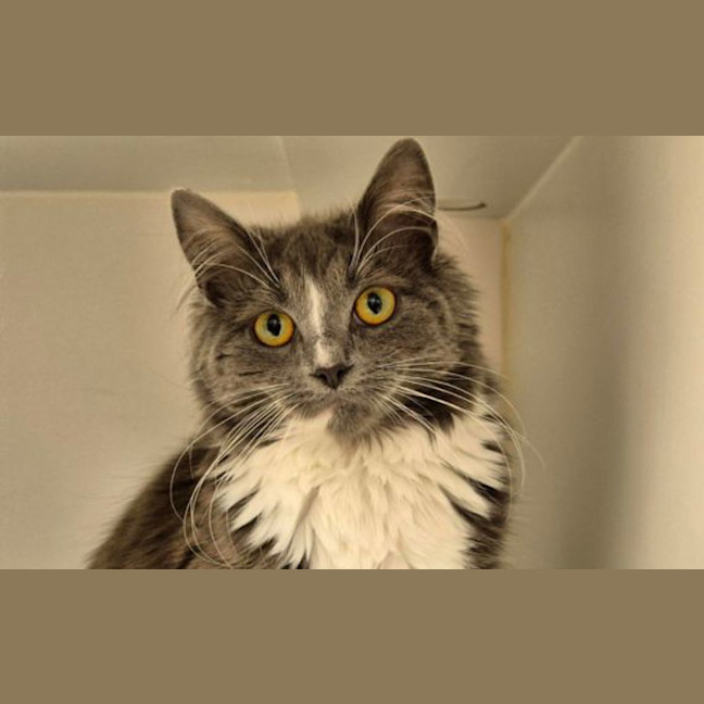Photo of Trixie Meowttel
