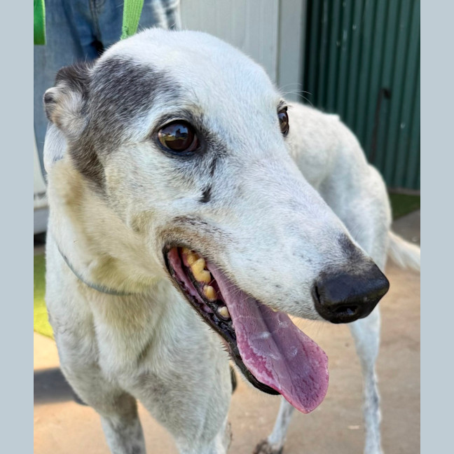 Photo of Spot