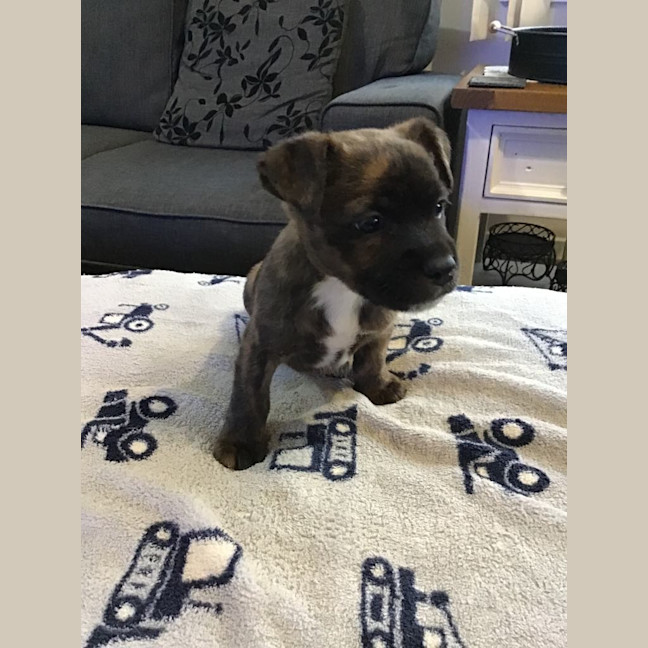 Photo of Mudi (Bear)