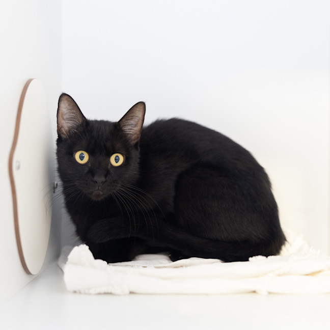 Photo of Madam Velvet