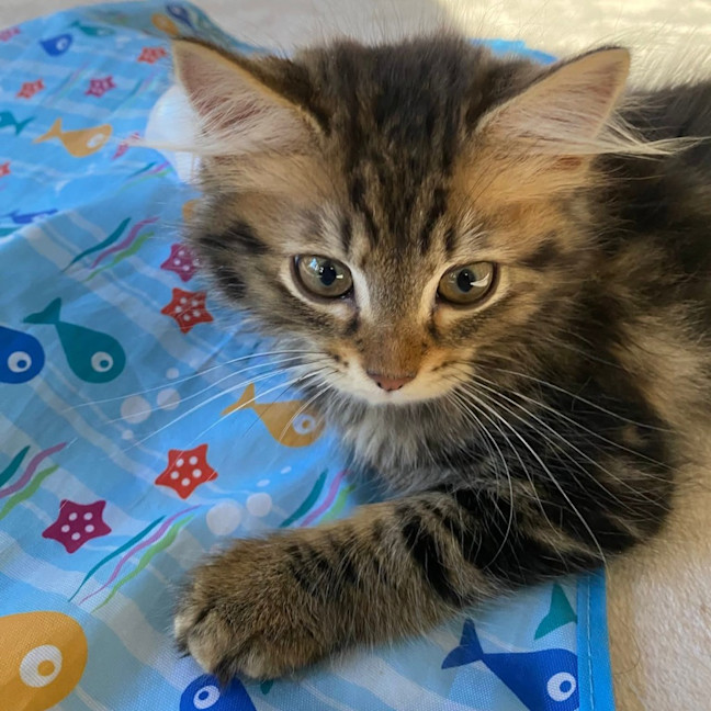 Photo of Guppy