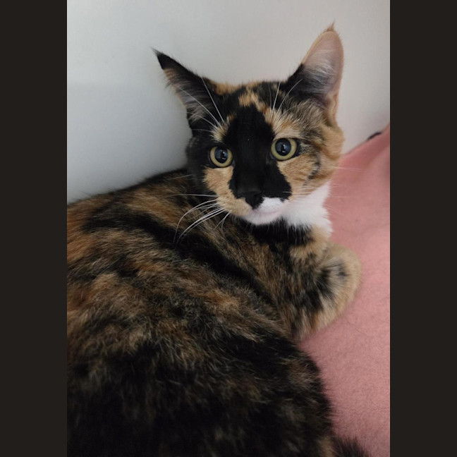 Photo of Tottie (Bonded To Lottie)