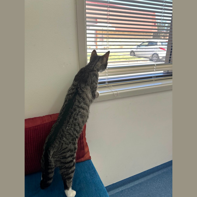 Photo of Luna And Star 