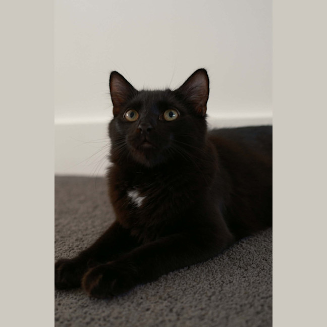 Photo of Tippa & Sooty   7 Month Old Domestic Medium Hair