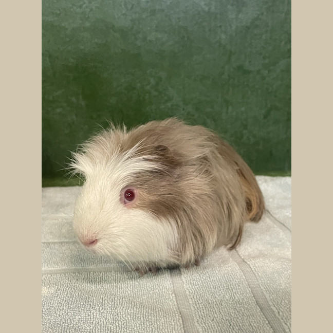Photo of Castor (Bonded To Pollux)