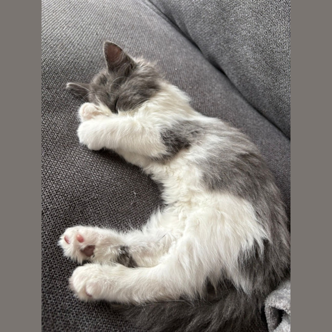 Photo of Geoffrey