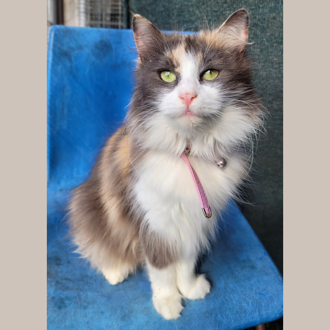 Photo of Stacey 🦄