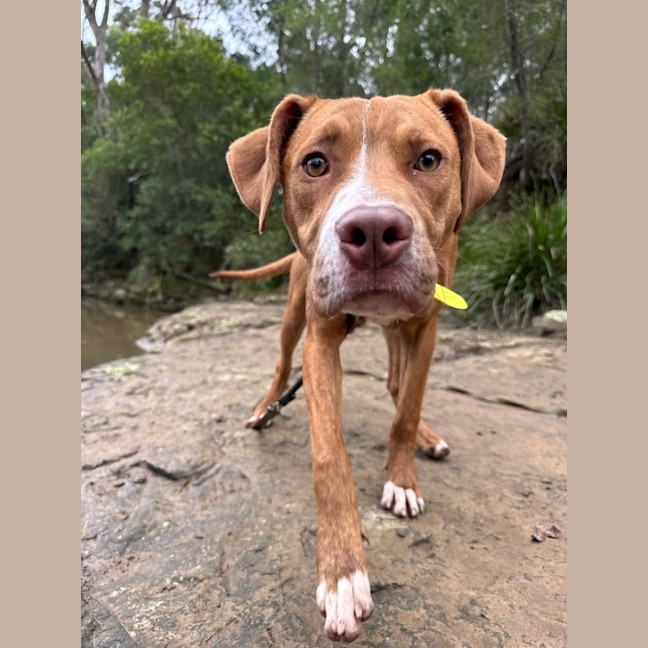 Photo of Barney