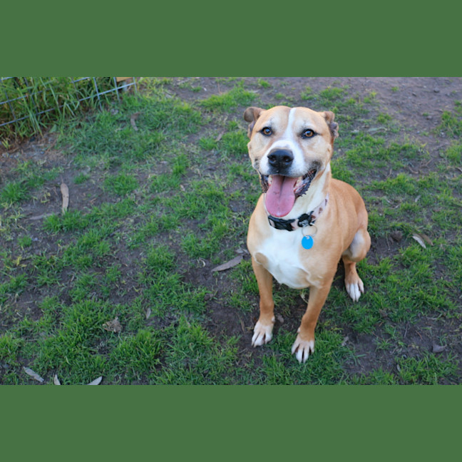 Photo of Toby