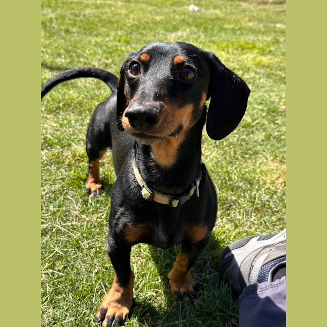 Photo of Diesel