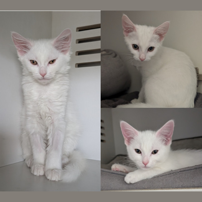 Photo of Vanilla Slice, Custard Tart, Lemon Pie