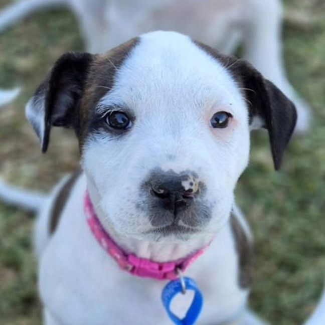 Photo of Misty