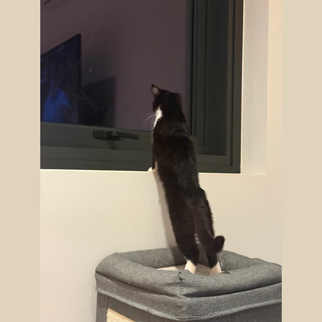 Photo of Gremlin