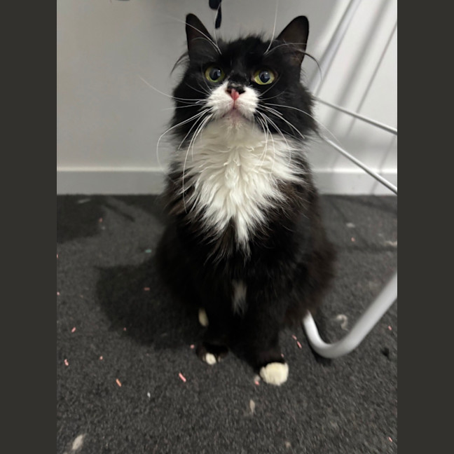 Photo of Nellie 🌺