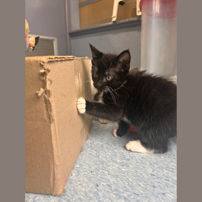 Photo of Pumba   In Foster Care In Ashburton