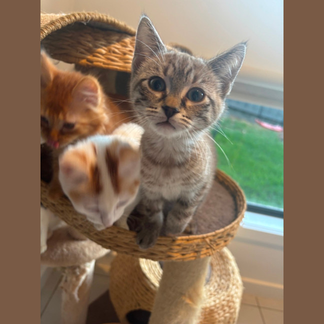 Photo of Brown Bear Meet Me@Petstock Carrum Downs Store