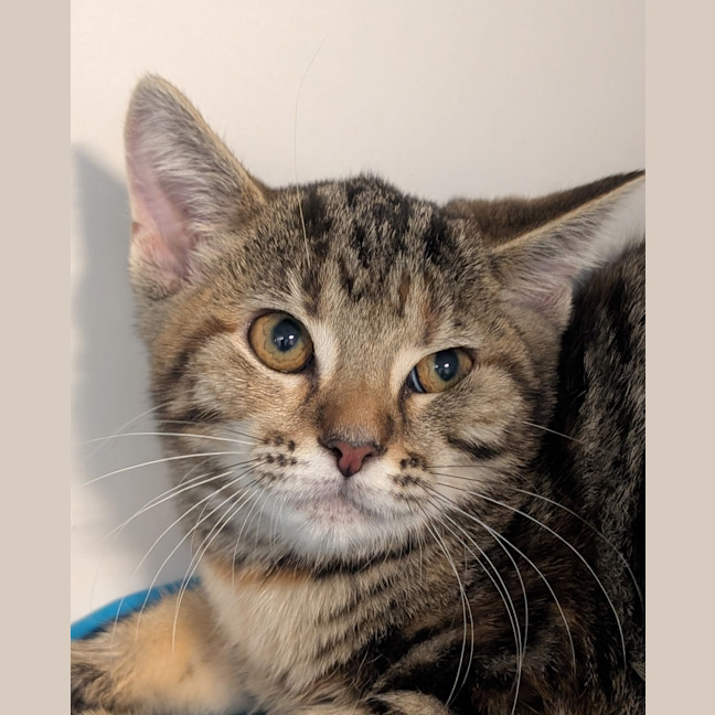 Photo of Luna (Previously Pepper)