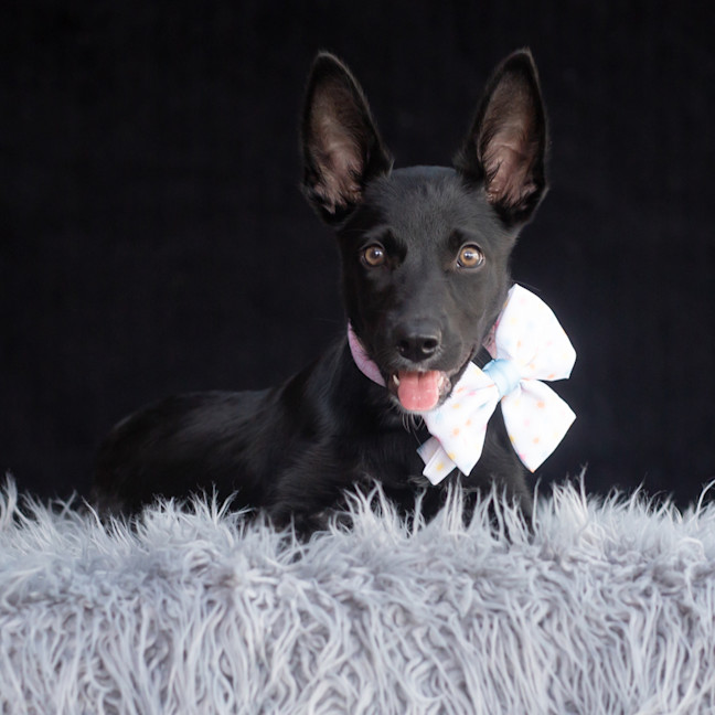 Photo of Nyx