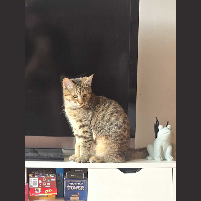 Photo of Cinnamon 
