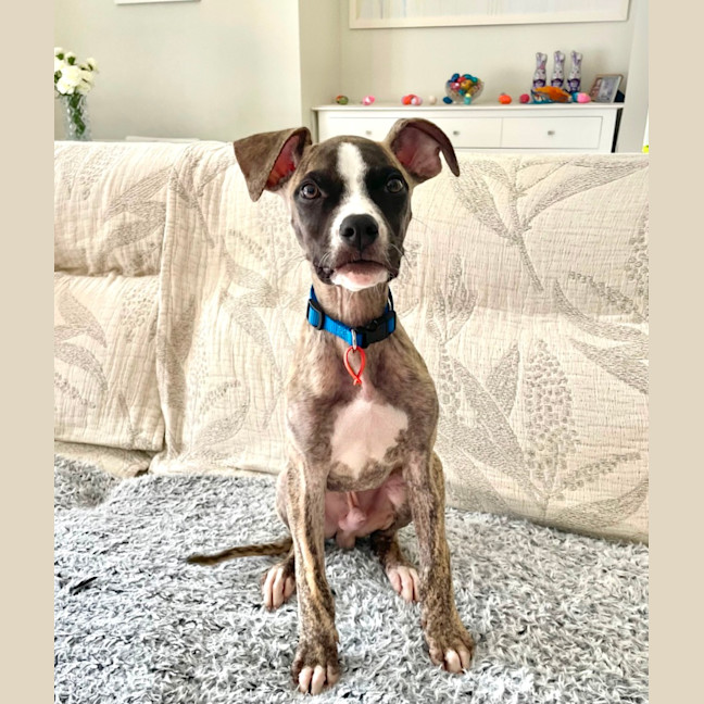 Photo of Adorable Pj