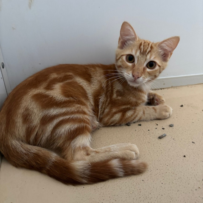 Photo of Pappardelle