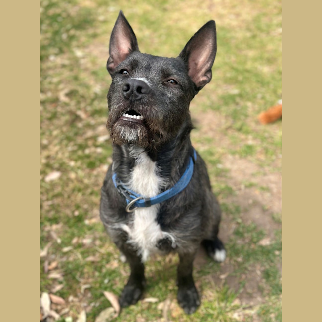 Photo of Woofie