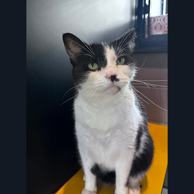 Photo of Oreo