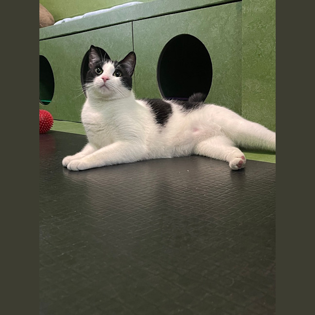 Photo of Handsome Sam