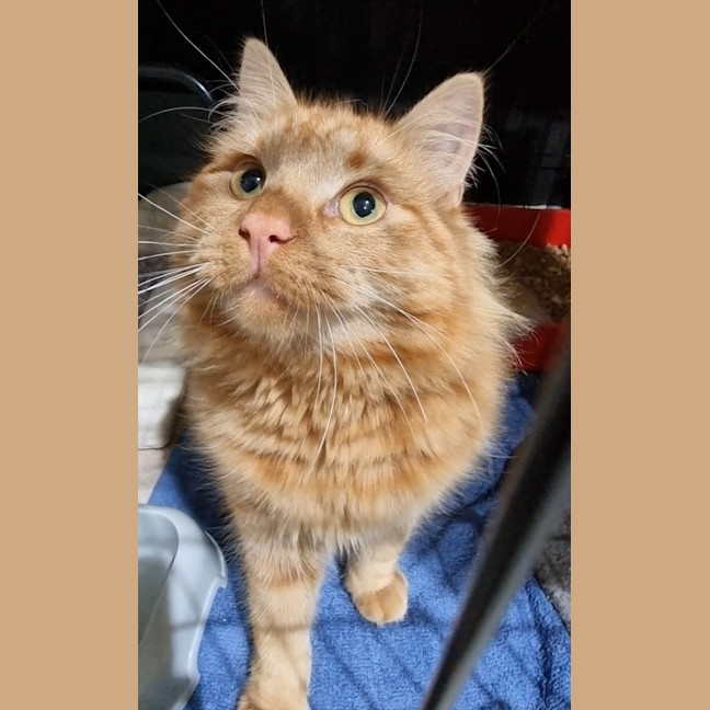 Photo of Henry