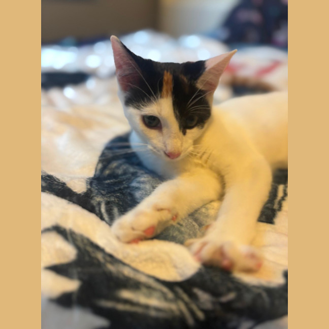 Photo of Lacy