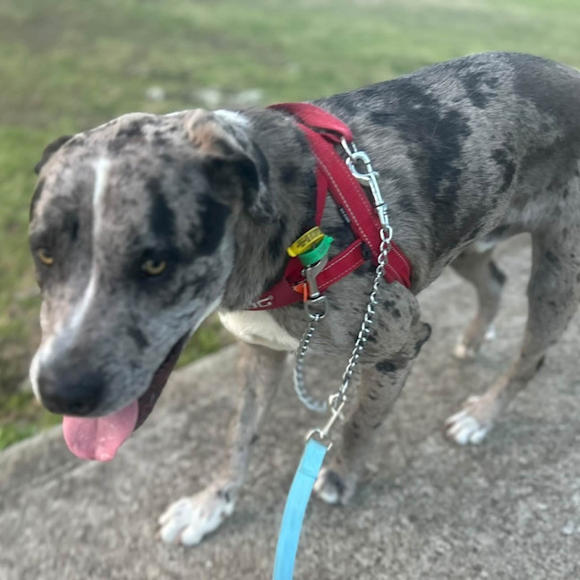 Photo of Patch