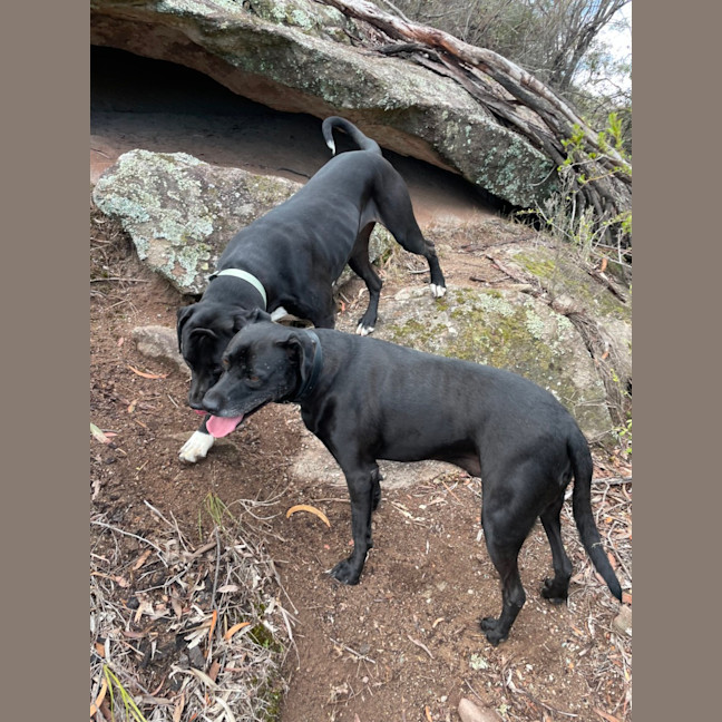 Photo of Peppa   4 Year Old Great Dane X Mastiff