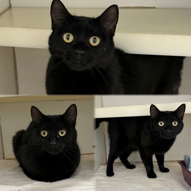 Photo of Echo