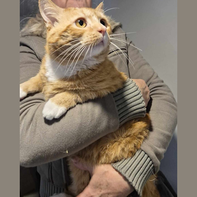 Photo of Fleetwood Mac **2nd Chance Cat Rescue**