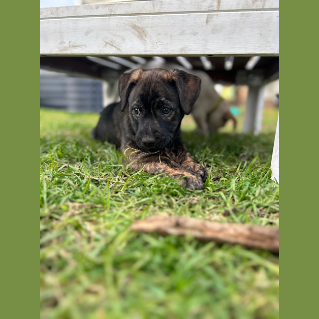 Photo of Voxx