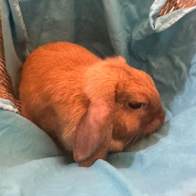 Photo of Hokey Pokey