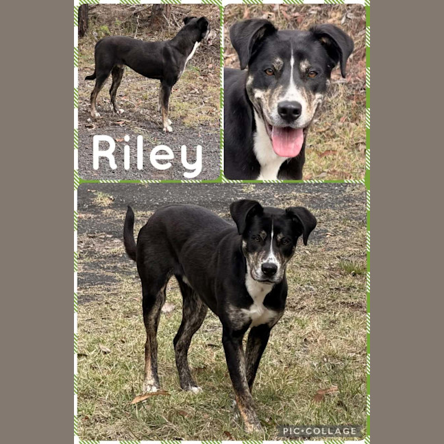 Photo of Riley