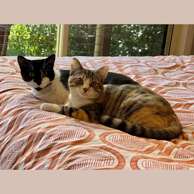 Photo of Elsie & Bee 