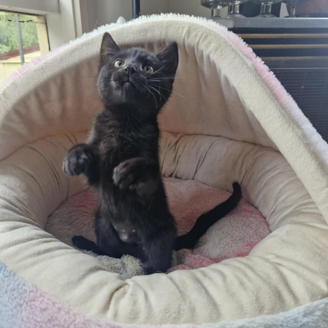 Photo of Minerva   Located In Wallan
