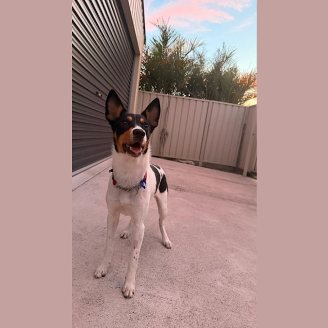 Photo of Sooky   1 Year Old Mini Foxie X