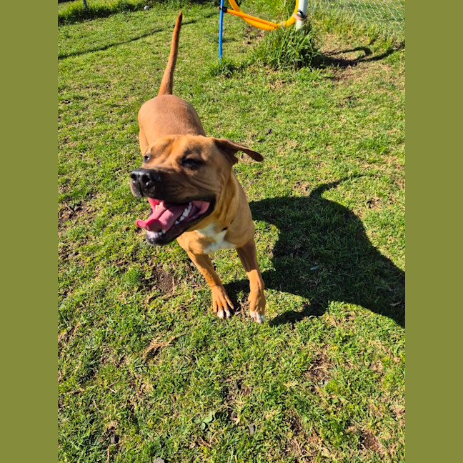 Photo of Pizza (66898)