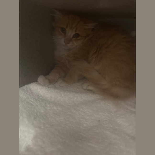 Photo of Mango